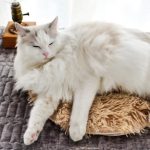 coussin en fausse fourrure épaisse