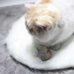 chauffe chat pour l'hiver