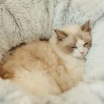 Coussin chat confort maximal