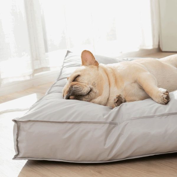 Coussin chien apaisant